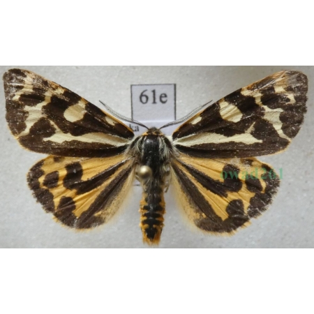 Parasemia plantaginis (Linnaeus, 1758) form yellow Niedźwiedziówka babkówka, misiówka czwórka Poland61e